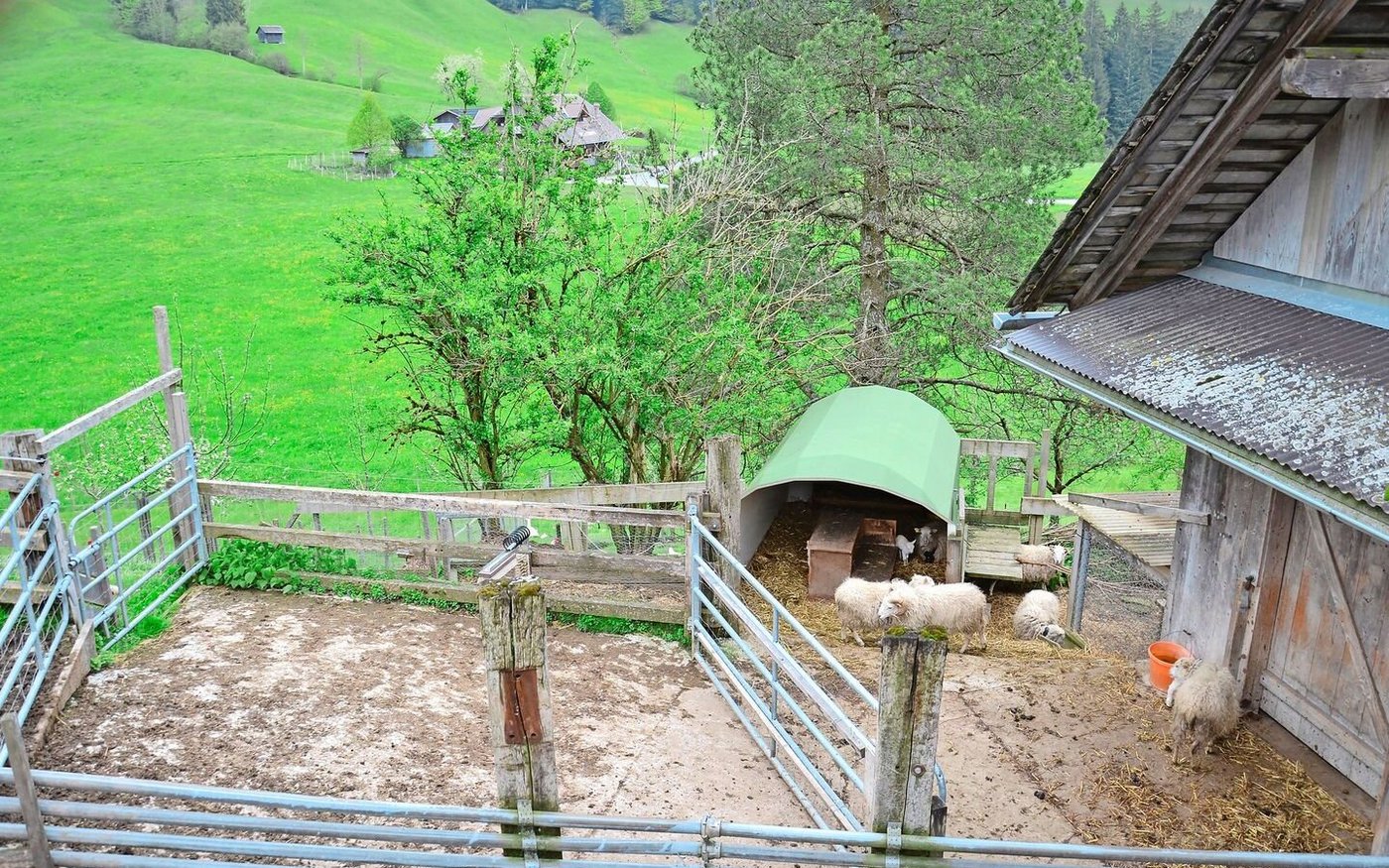Blick von der Heustockrampe auf die Auslaufflächen. Wann immer möglich sind die Tiere draussen bzw. auf der Weide.  
