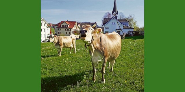 Wenn es nach dem Verein Arbeitskreis Kirche und Tiere geht, sollen Kühe Hörner tragen und nicht unbedingt auf einem Grill landen. Die Organisation sensibilisiert Kirchgemeinden darauf, dass Tiere fühlende Mitgeschöpfe sind. (Symbolbild Andrea Knaus)