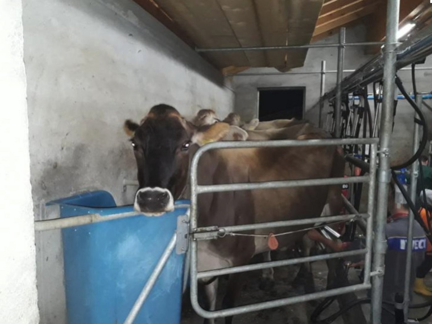 Manche der Kühe waren während der Kontrolle noch nicht ganz wach. 