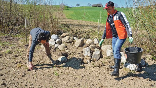 Acker von Steinen säubern und eine Kleinstruktur im Rahmen des Ökovernetzungsprojektes anlegen: Beschäftigungseinsatz durch Asylsuchende in Neudorf. (Bild Josef Scherer)