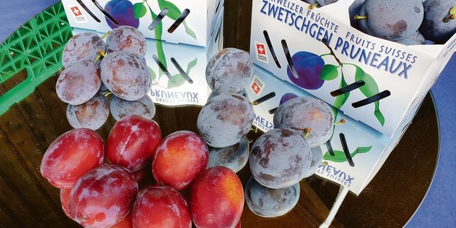 Rund um reife Früchte braucht es eine solide Organisation und Fachwissen. Besonders dann, wenn eine so reiche Zwetschgenernte wie heuer verkauft werden soll. (Bild Ruth Aerni)