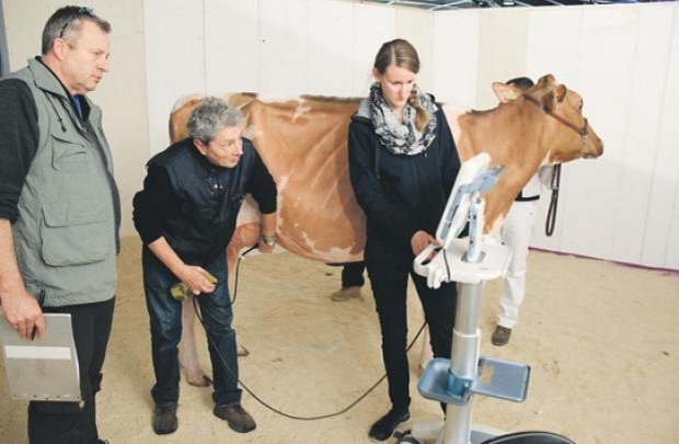 Ultraschallkontrolle an der Swiss Expo 2018: Ab 2019 sieht das ASR-Reglement bei Ödembefund Ausschluss der Kuh vor. (Bild akr)
