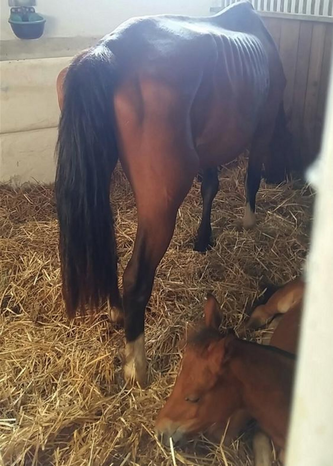 Die Pferde von Hefenhofen TG wurden vorübergehend im Berner Armee-Tier-Kompetenzzentrum untergebracht. (Bild sb)