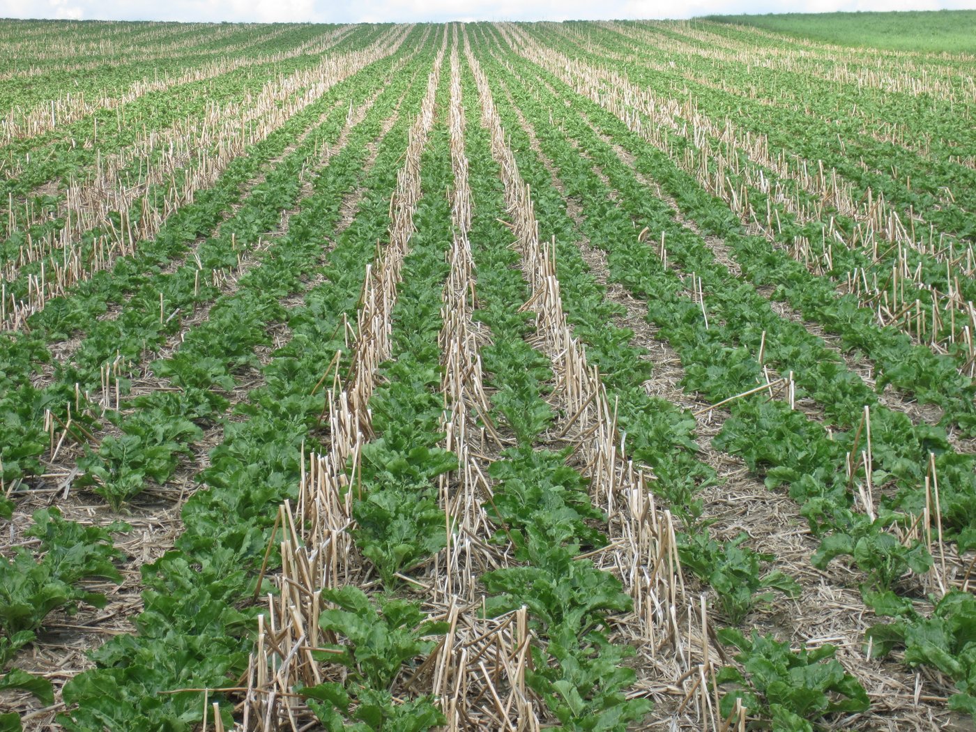 Konservierende Landwirtschaft ist der neue Weg in Richtung nachhaltige Landwirtschaft. (Bild V. Prasuhn)