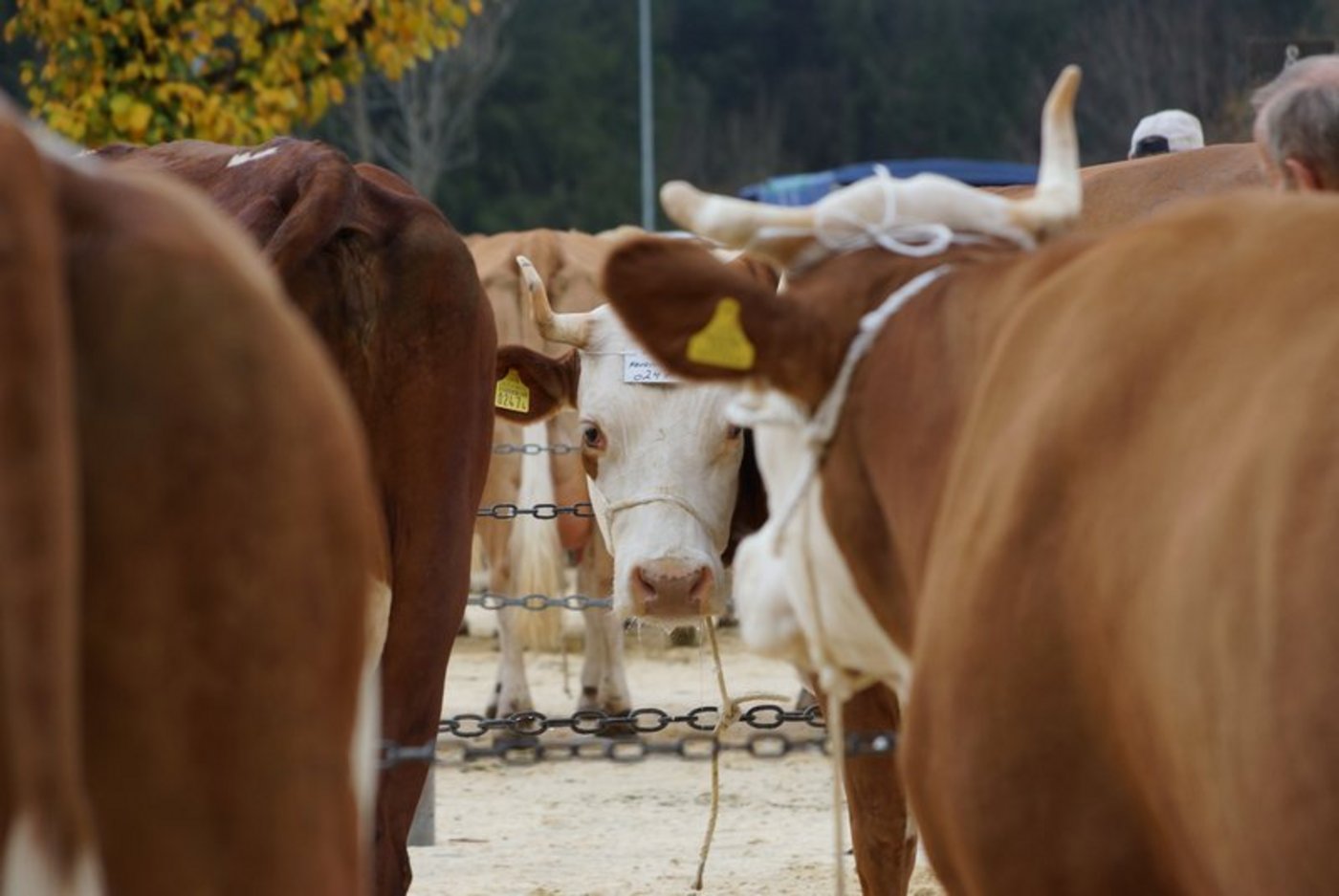 Ohne ausländische Genetik wären einheimische Rassen wie die Simmentaler ausgestorben, weil sie nicht mehr passten, so Viehzuchtexperte Peter Fankhauser. (Bild BauZ)  