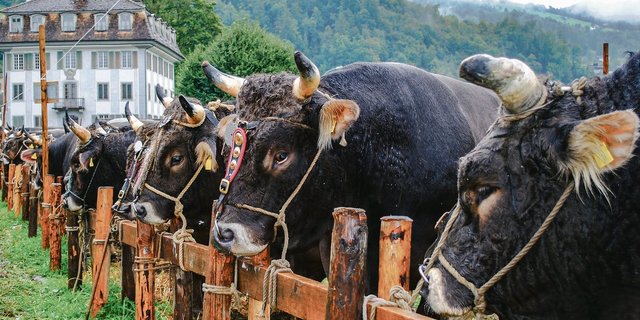 Heuer wird im Kanton Schwyz Geld für genomische Selektion statt für Ausstellungen ausgegeben.(Archivbild fp)