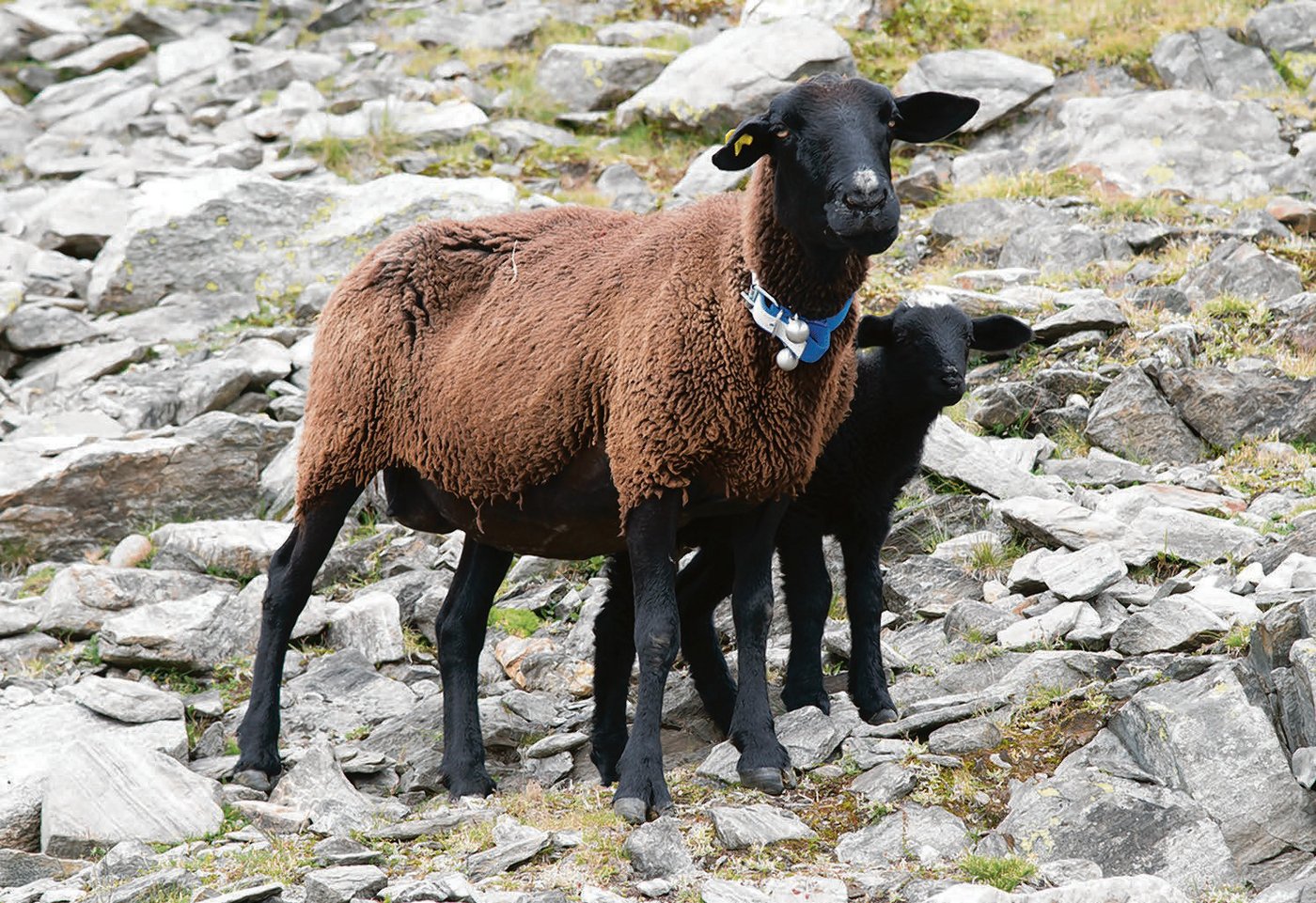 Die Tiere erhalten ein Funksender-Halsband für die Übertragung von Orts-, Unfall- und Panikdaten. (Bild zVg)