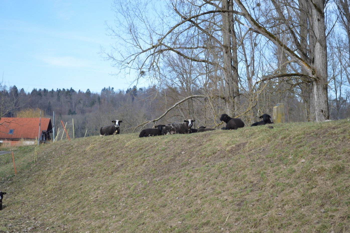 Auf dem kleinen Betrieb hält er 10 Mutterschafe.