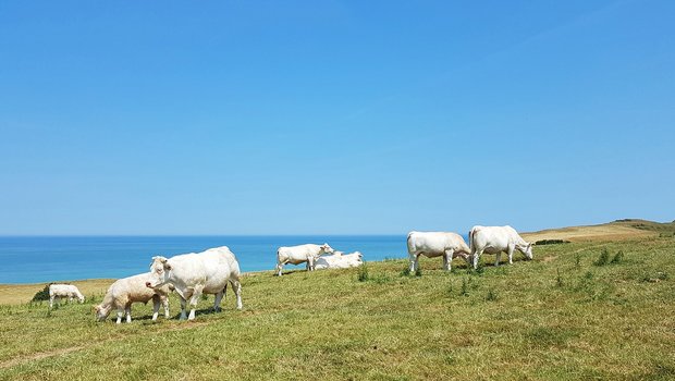 Kühe in der französischen Normandie. (Bild Pixabay)