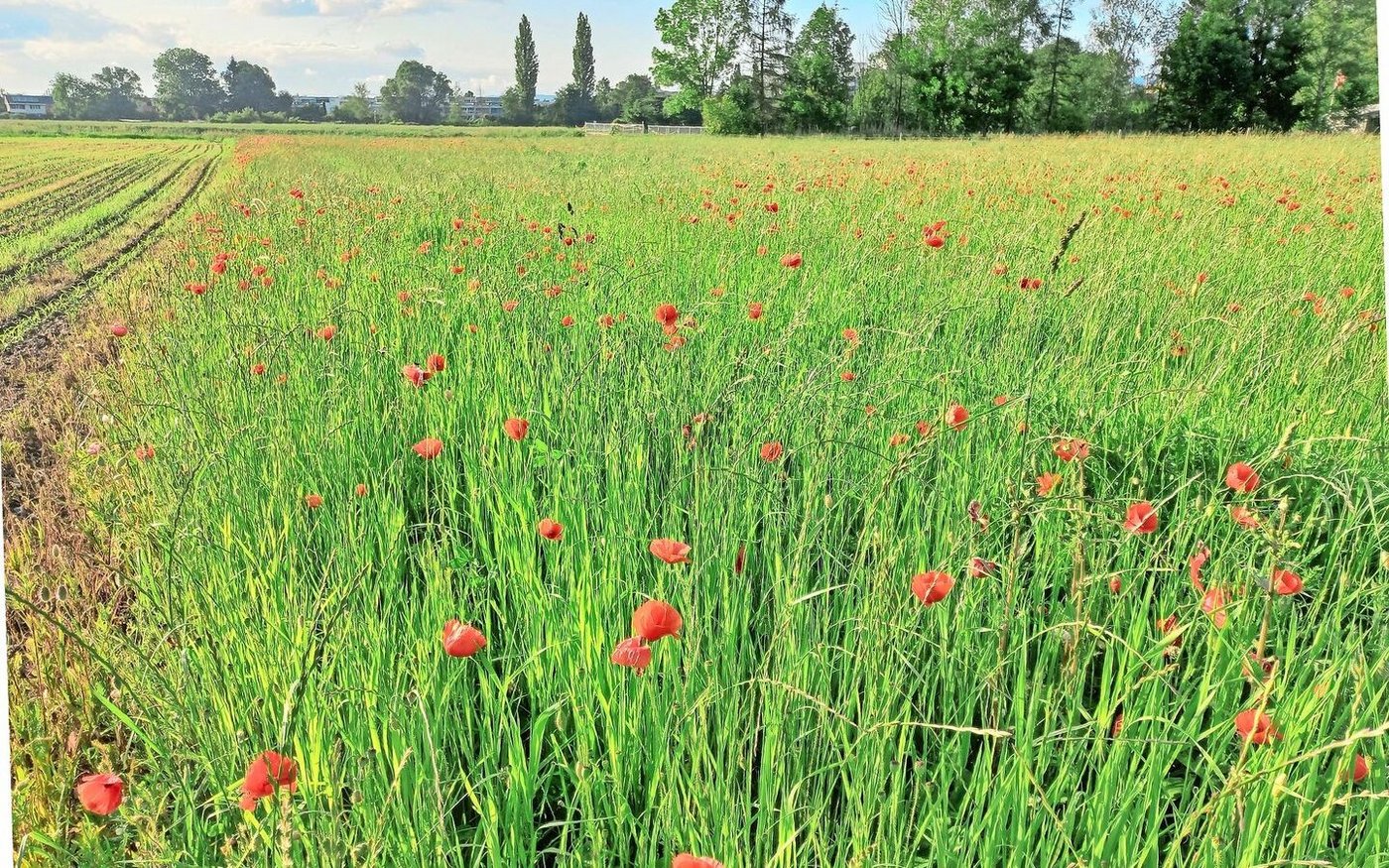 Klatschmohn enthält giftige Wirkstoffe, einige davon sind immer noch unbekannt. Auch im Dürrfutter ist der Mohn toxisch, allerdings nur nach Aufnahme grosser Mengen.