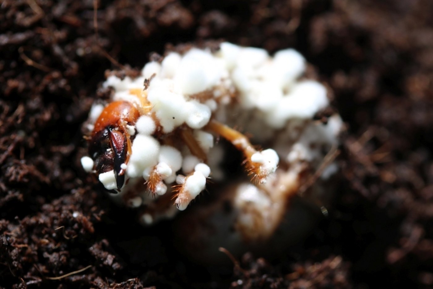 Engerling, der vom Beauveria-Pilz befallen ist.
