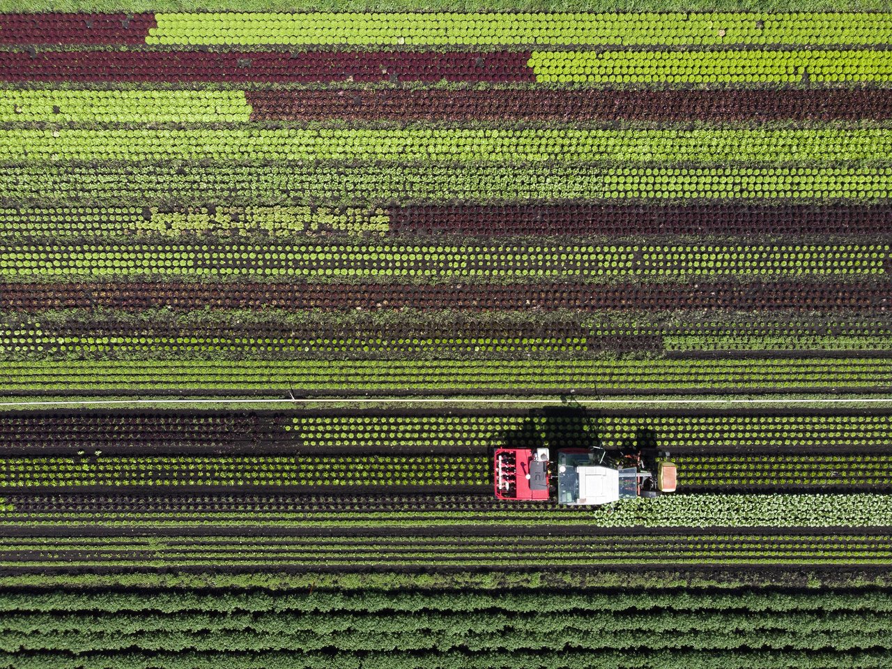 Die Landwirtschaft erprobt längst Möglichkeiten, weniger Pflanzenschutzmittel einzusetzen: Der Prototyp eines Pflanzenschutzroboters auf einem Salatfeld im Seeland. (Bild Keystone/Anthony Anex)