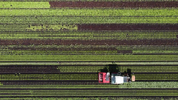 Die Landwirtschaft erprobt längst Möglichkeiten, weniger Pflanzenschutzmittel einzusetzen: Der Prototyp eines Pflanzenschutzroboters auf einem Salatfeld im Seeland. (Bild Keystone/Anthony Anex)