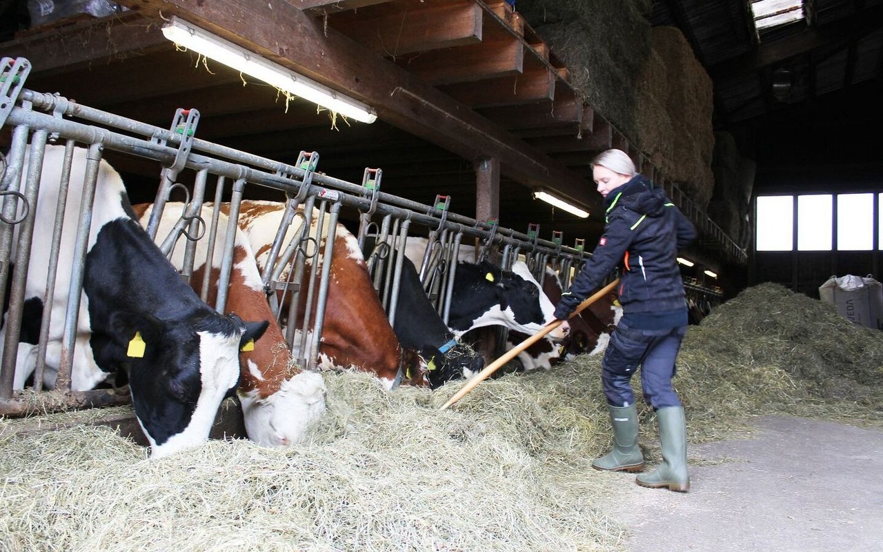Bei Bedarf hilft Corina Krauer auch im Stall. Die Rinder leben in einem Tiefstreu-Laufstall mit Freilauf.