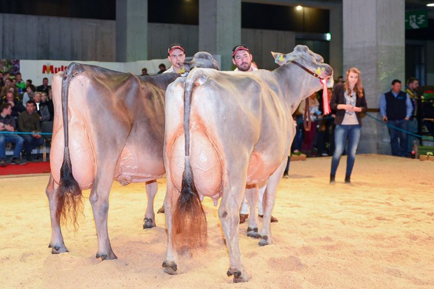 Euterchampion Senior: Langenhard’s Agio Aspen, Urs Hofer/Thomas und Jakob Kündig, Rikon im Tösstal. (rechts) und Reserve-Euterchampion Senior Schmibach’s Collection Corella, Beni Schmid und Koni Pfulg, Schüpfheim.