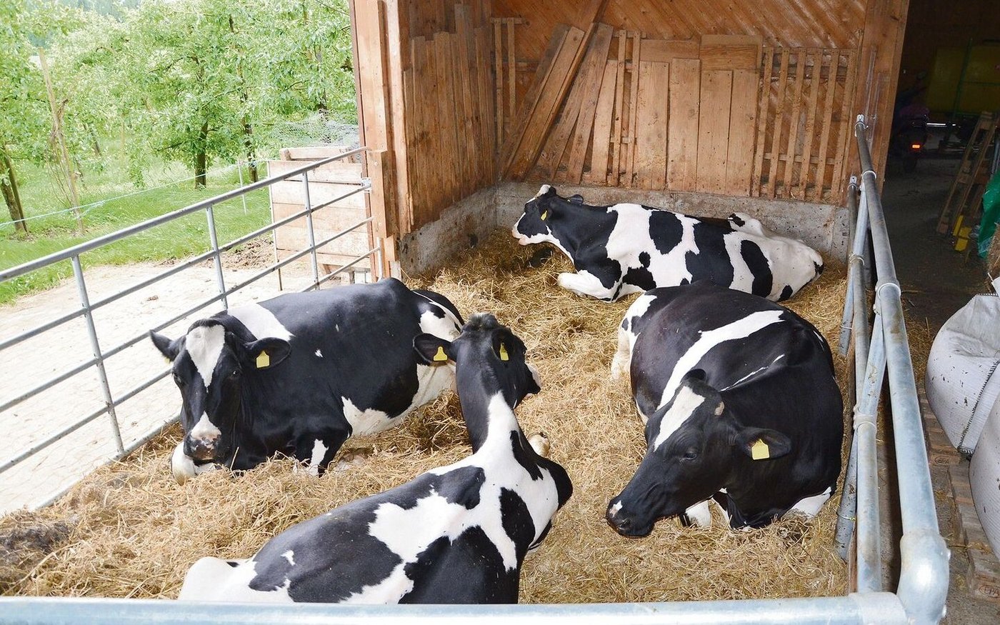 Idealerweise liegen Galtkühe auf Tiefstreu.