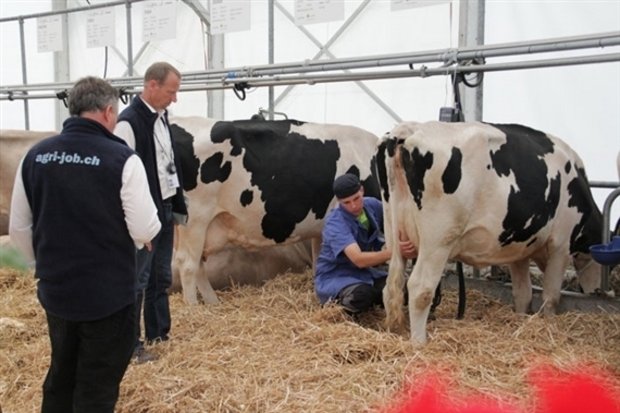 Ein Kandidat während des Melkwettbewerbs an der ersten Ausgabe der SwissSkills 2014. Die Juroren beobachten ihn aufmerksam. (Bild SBV) 