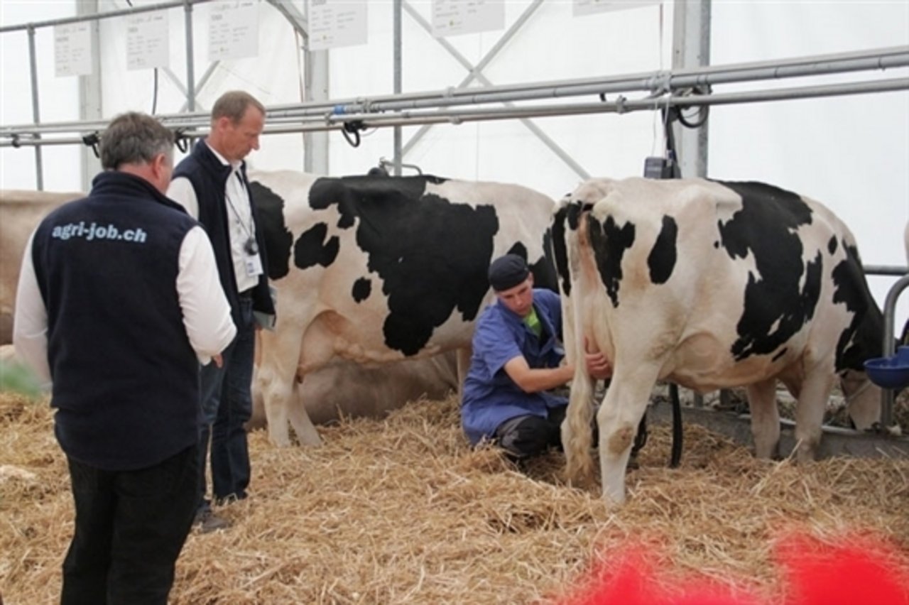 Ein Kandidat während des Melkwettbewerbs an der ersten Ausgabe der SwissSkills 2014. Die Juroren beobachten ihn aufmerksam. (Bild SBV) 