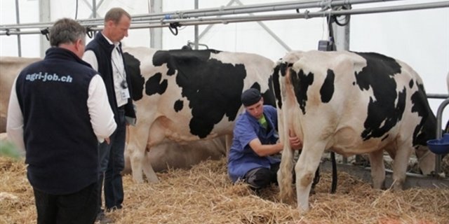 Ein Kandidat während des Melkwettbewerbs an der ersten Ausgabe der SwissSkills 2014. Die Juroren beobachten ihn aufmerksam. (Bild SBV) 
