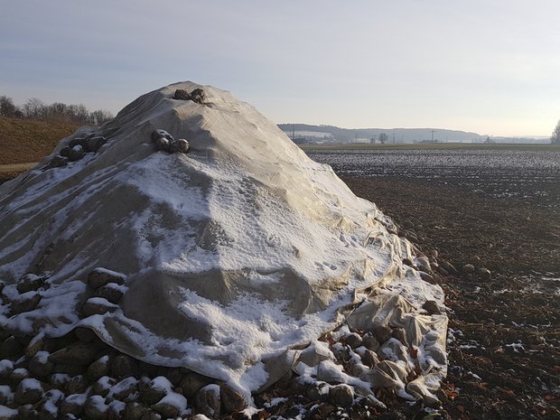 Der Kampf um die Zuckerrübe geht weiter: Mindestpreis und Zollschutz sollen erhöht werden Der Kampf um die inländische Zuckerherstellung geht weiter. (Bild BauernZeitung)