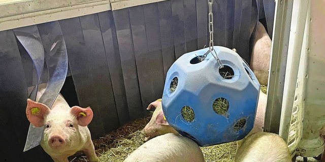 Die Ferkel arbeiten das Heu heraus und sind so beschäftigt. Das Material sollte frisch und von guter Qualität sein.