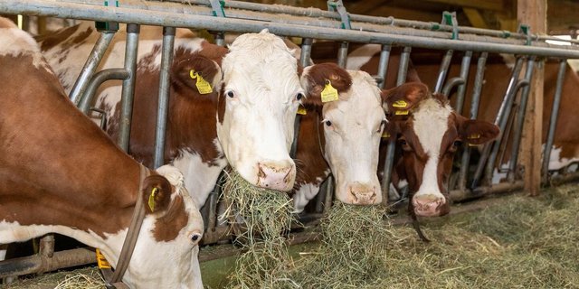 Auch für Schweizer Rindvieh steigt das Risiko.