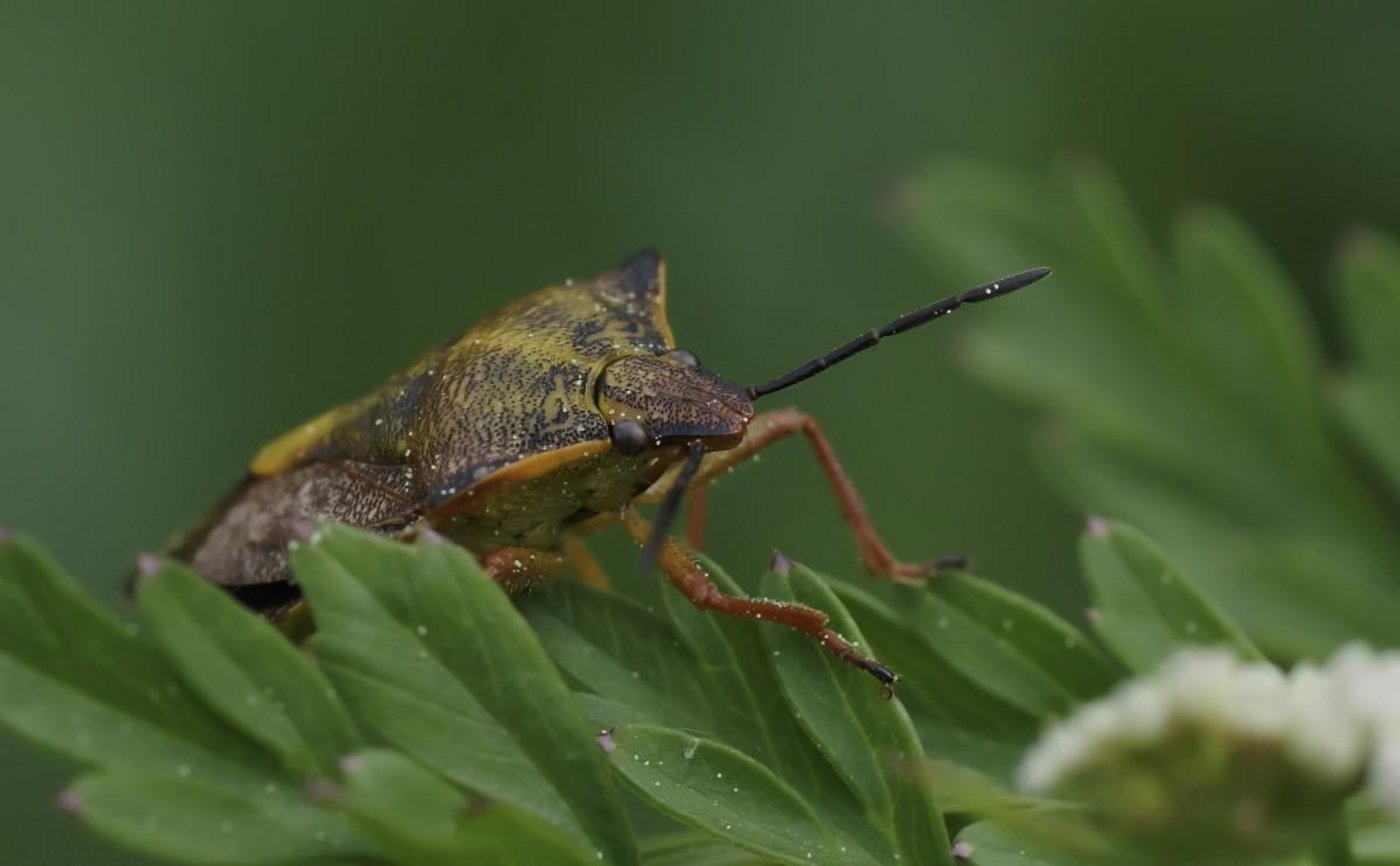 Damit Wanzen bei der Reise zurück von den Ferien nicht mit dem Flieger mit importiert werden, werden bei der Kontrolle zur Ortung dieser Insekten Spürhunde eingesetzt. (Symbolbild Pxhere.com)