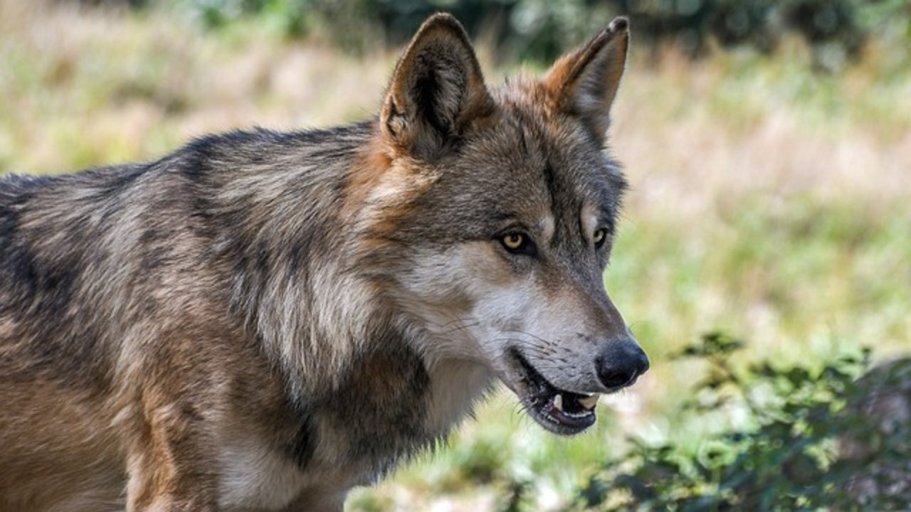 Wenn es nach den Initianten geht, soll der Wolf einfacher regulierbar sein. (Bild Pixabay)
