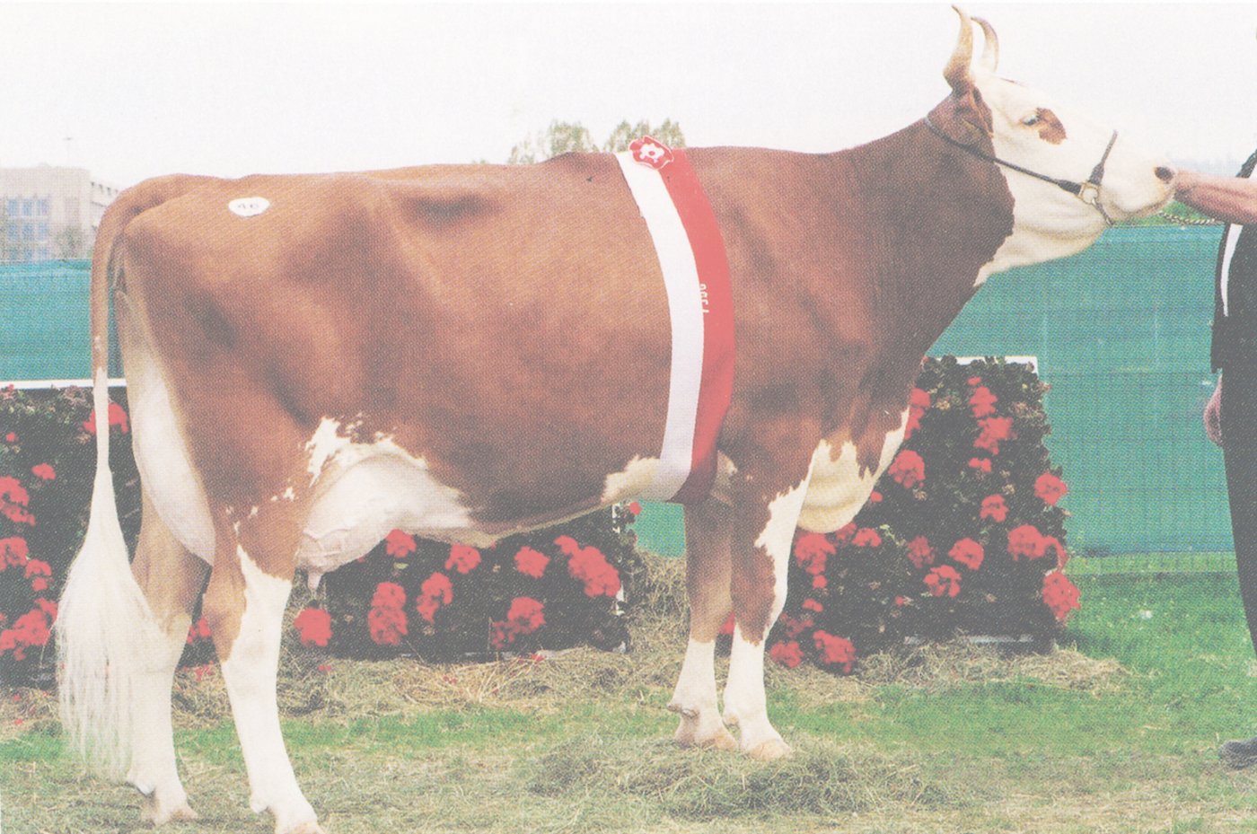 ... Azzura, ebenfalls aus dem Stall von Daniel und Bernhard Hadorn. (Bild ra)