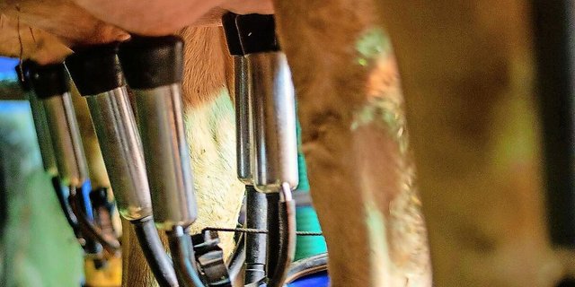 Das gute Futter ist schuld: Die Milcheinlieferungen sind seit ein paar Monaten zu hoch. Der Markt kann die Menge nicht schlucken. Die Milchproduzenten sollen jetzt weniger melken.   