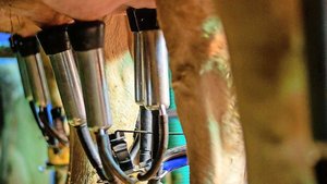 Das gute Futter ist Das gute Futter ist schuld: Die Milcheinlieferungen sind seit ein paar Monaten zu hoch. Der Markt kann die Menge nicht schlucken. Die Milchproduzenten sollen jetzt weniger melken.