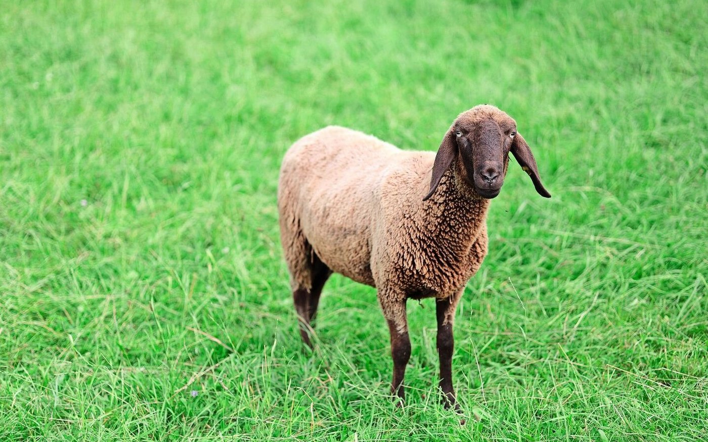 Engadinerschafe sind neugierig. Sie entstanden in den Bündner Bergen, als sich Steinschaf mit Bergamasker mischten. 