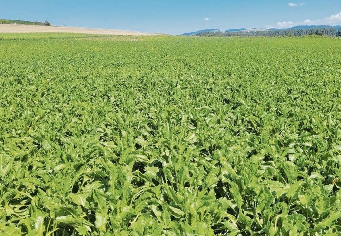 Die Rübenerträge als auch die Zuckergehalte liegen trotz seltenem Niederschlag weiterhin deutlich über dem fünfjährigen Durchschnitt.