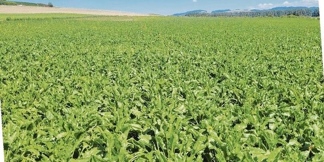 Die Rübenerträge als auch die Zuckergehalte liegen trotz seltenem Niederschlag weiterhin deutlich über dem fünfjährigen Durchschnitt.