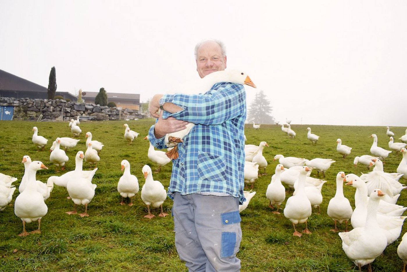 Ueli Niederhauser arbeitet auf seinem Betrieb gegen das schlechte Image der Gänsemast und zeigt, dieser Weihnachtsbraten darf mit gutem Gewissen gegessen werden. (Bilder BauZ/Daniela Joder)