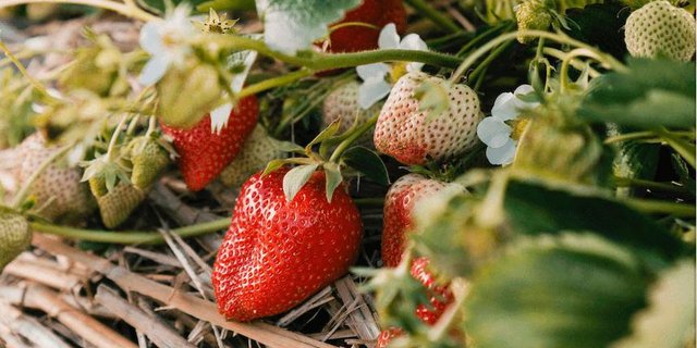 Schweizer Erdbeeren punkten mit kurzen Transportwegen und viel Geschmack. (Bild zVg)