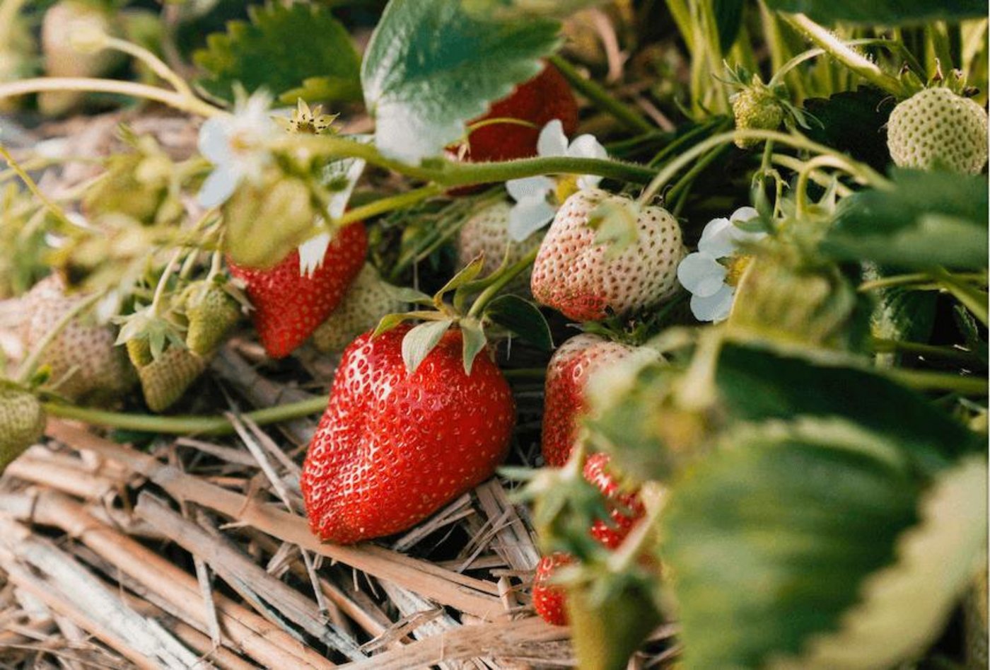 Schweizer Erdbeeren punkten mit kurzen Transportwegen und viel Geschmack. (Bild zVg)