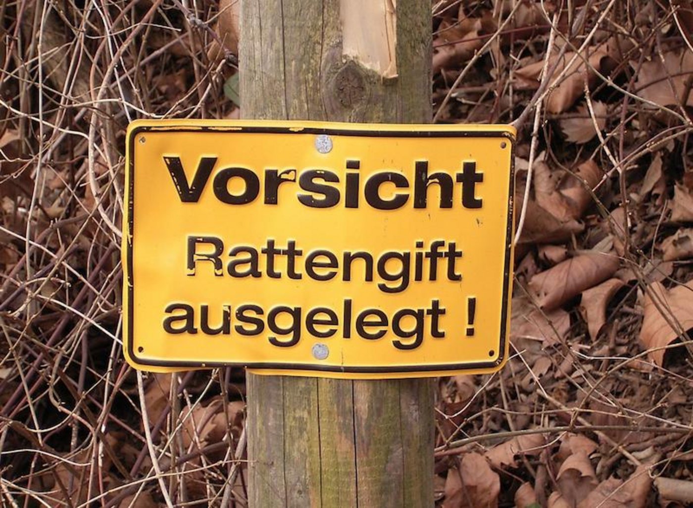 Ein bayrischer Landwirt wollte mit Rattengift seine Eltern umbringen. (Symbolbild Wikimedia Frank Vincentz)