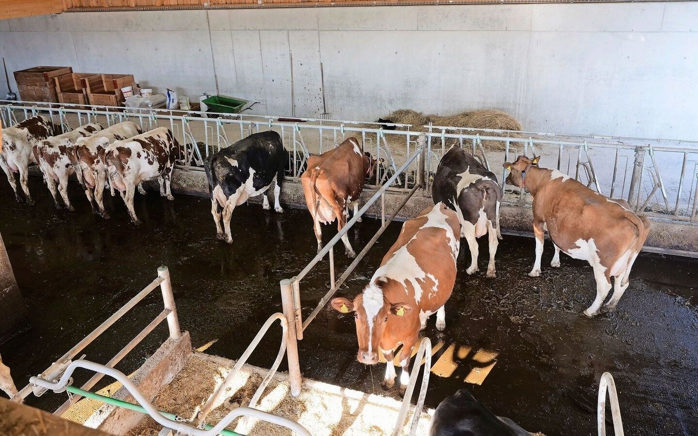 Das Fressgitter bietet genug Platz und es liegt immer Futter vor, sodass auch rangniedrigere Kühe Zeitfenster finden, um in Ruhe zu fressen.