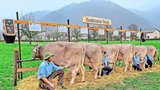 Von OB-Kuh Rino Veieli konnte Konrad Gisler aus Altdorf eine weibliche Zuchtfamilie zeigen. (Bild: Braunvieh Schweiz)