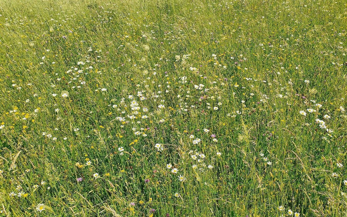 So artenreich präsentierte sich die Blumenwiese im Frühsommer. Die Landschäden könnten sich aber negativ auswirken. 