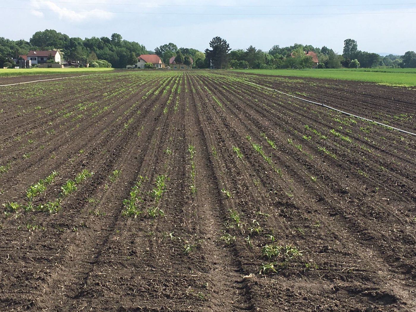 Ein vom Rübenderbrüssler abgefressenes Zuckerrübenfeld in Niederösterreich. (Bild "Die Rübenbauern")