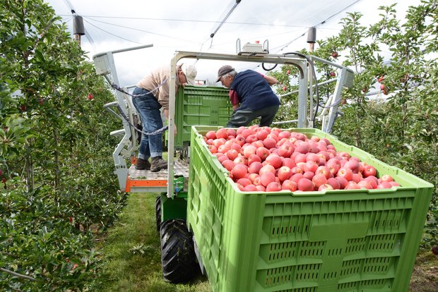 Ähnlich hohe Apfelernte wie im Vorjahr erwartet Begonnen wird die Ernte mit Galmac am 14. August und Gravensteiner am 16. August. Die Ernte von Braeburn beginnt am 23. Oktober. (Symbolbild BauZ)