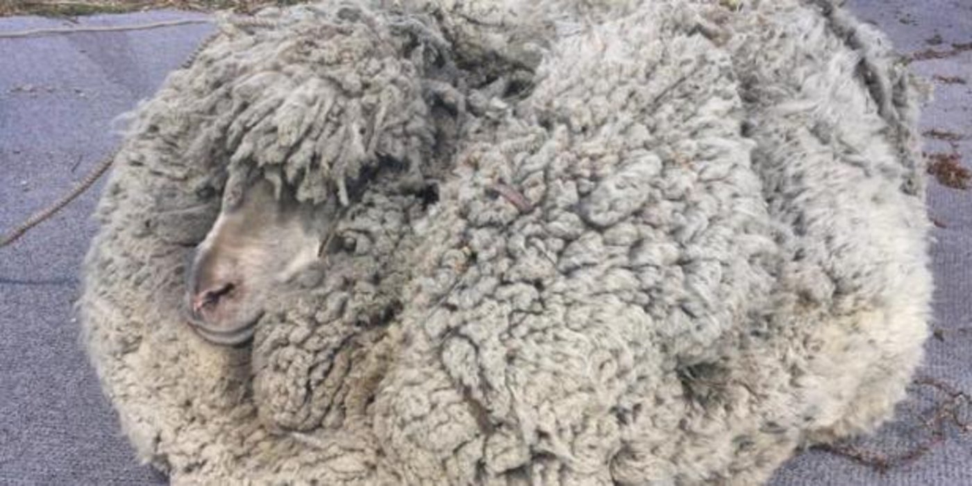 Schaf «Shrek II» vor der Schur. (Bild Facebook/Graeme Bowden/ABC News)