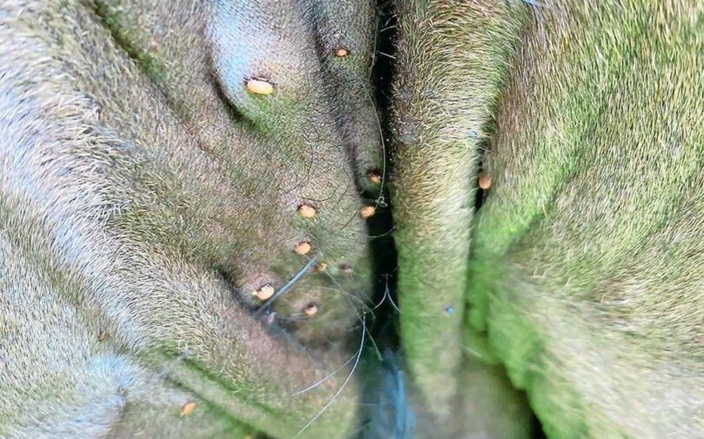 Diese im Berner Jura auf einer eher nassen Weide lebende Angus-Mutterkuh ist übersät mit Zecken. 