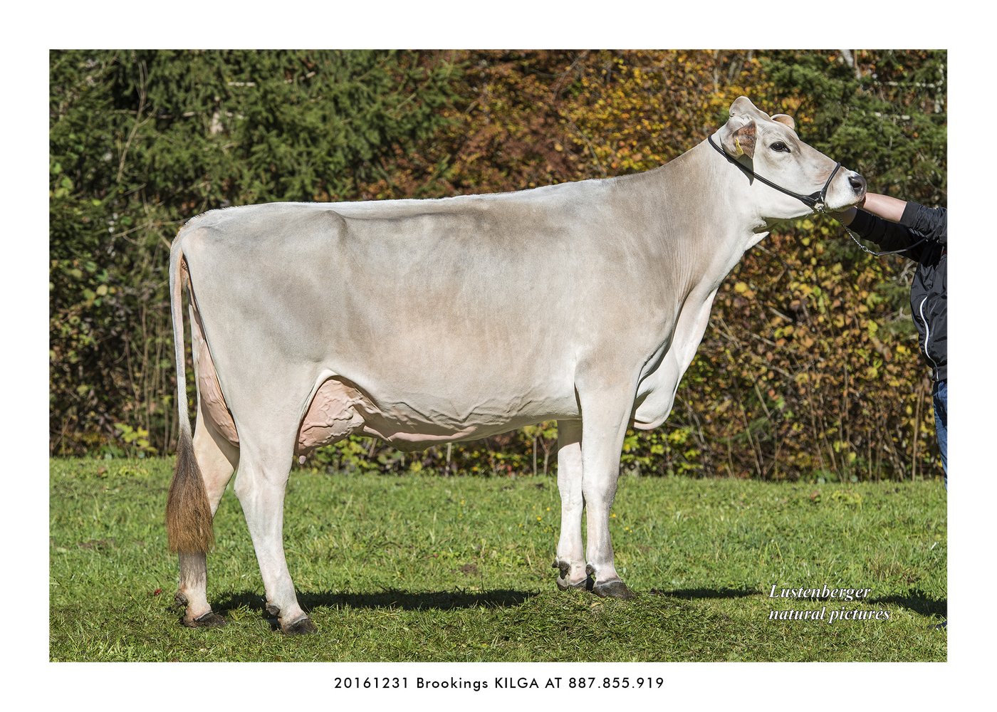 Konrad Lustenbergers persönliche Einschätzung: Das technisch beste Bild der Karriere zeigt Brookings Kilga aus dem Vorarlberg, Herbst 2016.