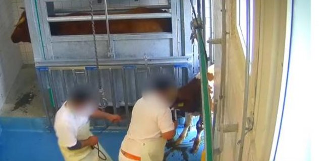 Schlachthöf in Avenches und Moudon verstiessen gegen das Tierschutzgesetz. (Bild Youtube)