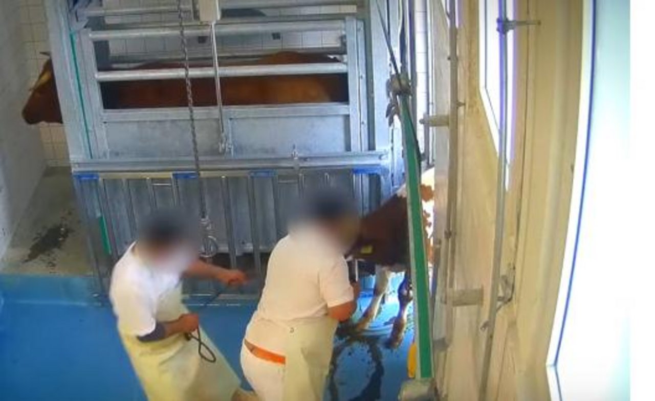 Schlachthöf in Avenches und Moudon verstiessen gegen das Tierschutzgesetz. (Bild Youtube)