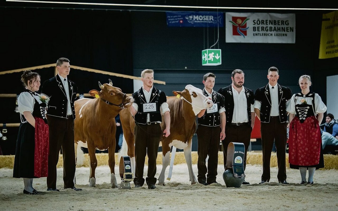Die schönsten Swiss-Fleckvieh-Rinder: Miss Fiona von Martin und Florian Nydegger (rechts) sowie die Vizemiss Galante von Martin Zurbrügg.