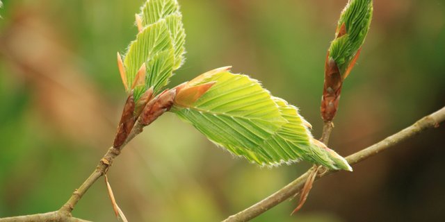 Von. der Hitze geschädigte Bäume trieben z. T. nicht mehr aus – auch Buchen, die zuvor als hitzeresistent galten. (Bild Pixabay)